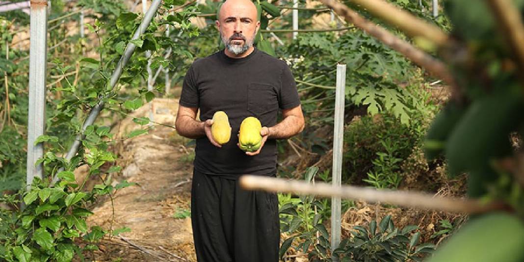 Alanya’dan dünyaya uzanan üretim! Haftada 3 ton ihracat ediliyor: Bir ağaçtan yılda 60 kg hasat ediliyor 3